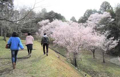 お花見