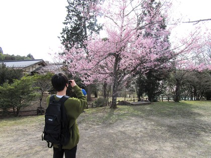 お花見