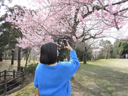 お花見