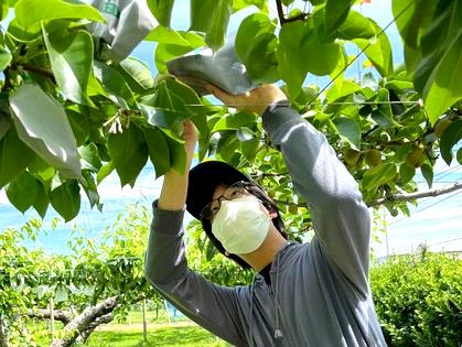 職業体験「梨園」