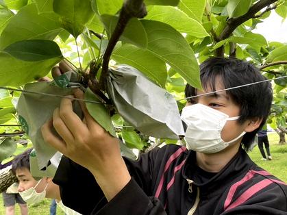 職業体験「梨園」