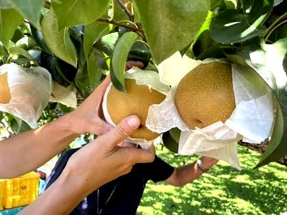 職業体験「梨園・収穫編」