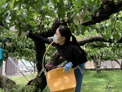 職業体験「梨園・収穫編」