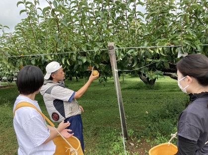 職業体験「梨園・収穫編」