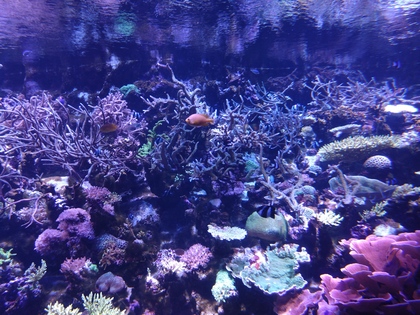 名古屋港水族館