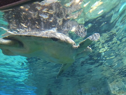 名古屋港水族館