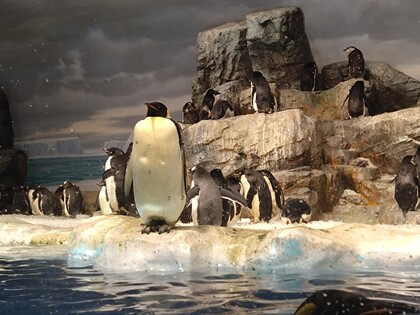 名古屋港水族館