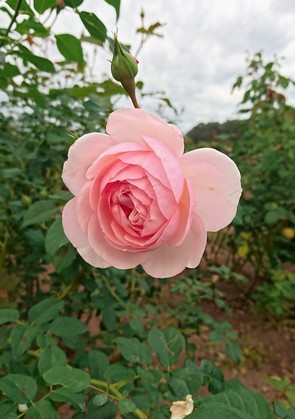 秋の花フェスタ