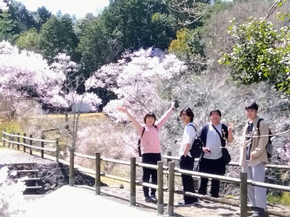 お花見登山～さくらの森と米田白山～