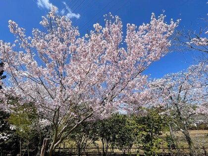 お花見登山～さくらの森と米田白山～