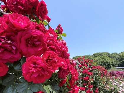 ぎふワールドローズガーデン・DAY２