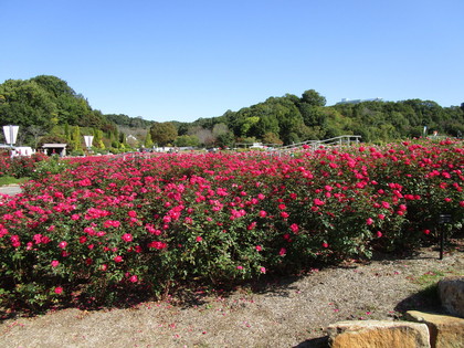 花フェスタ記念公園➁