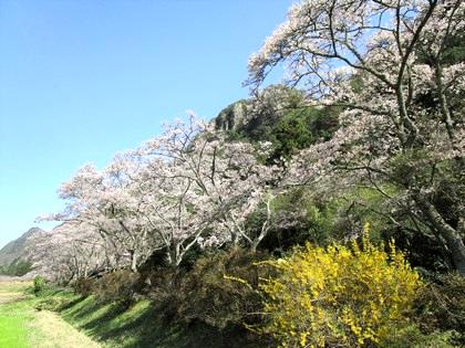 お花見