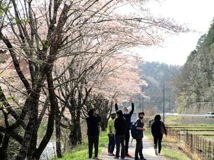 お花見