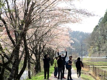 お花見