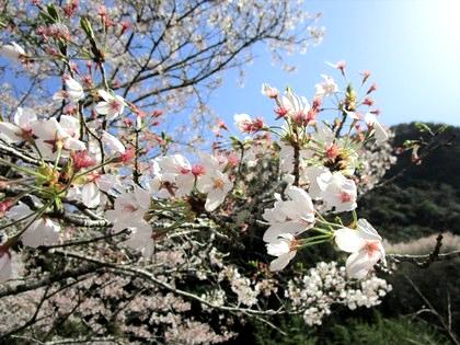 お花見