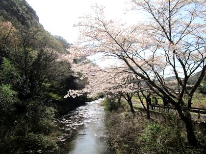 お花見