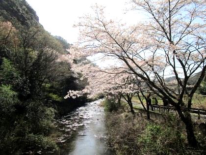 お花見