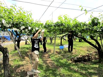 職業体験「梨園」